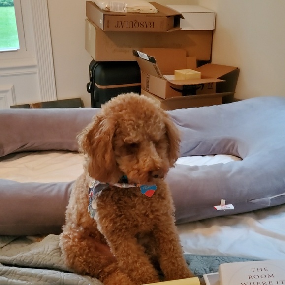 Meet your Posher, David - Picture 1 of 1